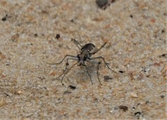 Ellipsoptera wapleri