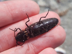 Ignelater havaniensis