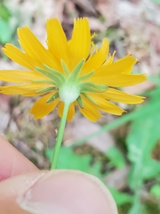 Krigia dandelion