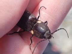 Ignelater havaniensis