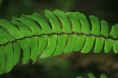 Adiantum pulverulentum