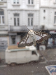 Cydalima perspectalis