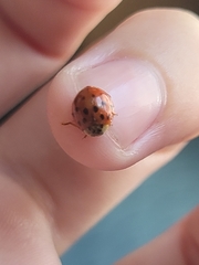 Harmonia axyridis
