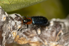 Loedelia maculicollis