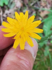 Krigia dandelion