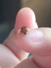 Harmonia axyridis