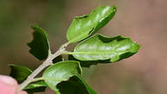 Quercus agrifolia agrifolia