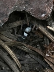 Sergiolus tennesseensis