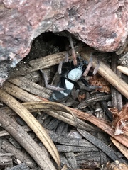 Sergiolus tennesseensis