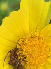Strangalia sexnotata