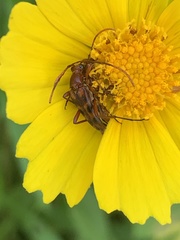 Strangalia sexnotata