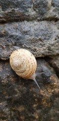 Levantina spiriplana