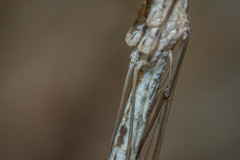 Brachypremna dispellens