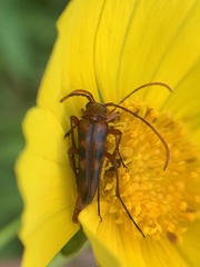 Strangalia sexnotata