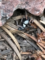 Sergiolus tennesseensis