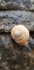 Levantina spiriplana