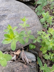 Galium broterianum
