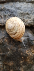 Levantina spiriplana