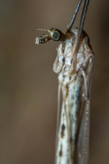 Brachypremna dispellens