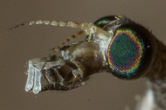 Brachypremna dispellens