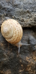 Levantina spiriplana