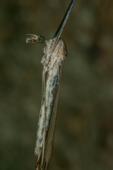 Brachypremna dispellens