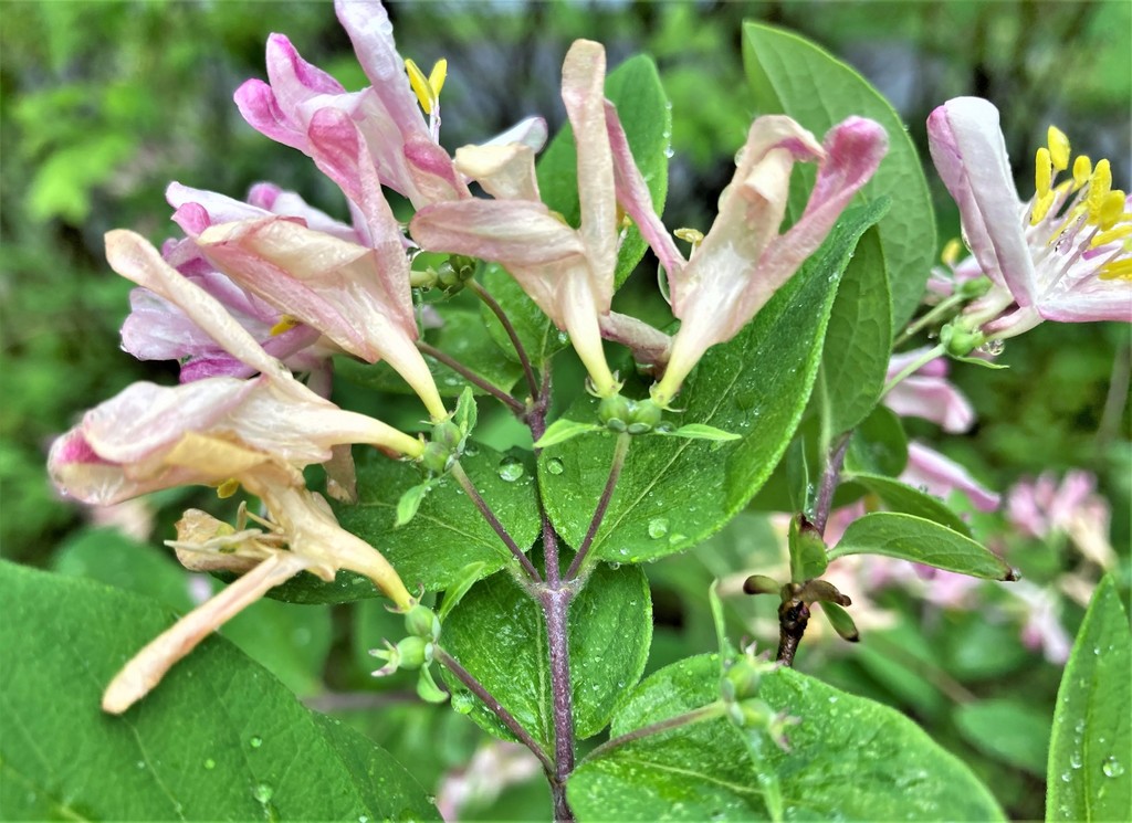 Bell's honeysuckle from Albany County, New York, USA on May 19, 2022 at