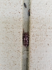 Elaphidion irroratum