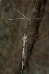 Brachypremna dispellens