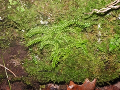 Asplenium trichomanes