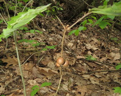 Disholcaspis quercusglobulus