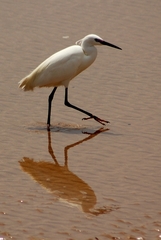 Egretta garzetta