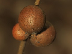 Disholcaspis quercusglobulus