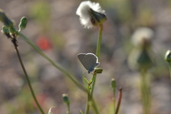 Iolana iolas