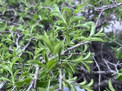 Rhamnus saxatilis