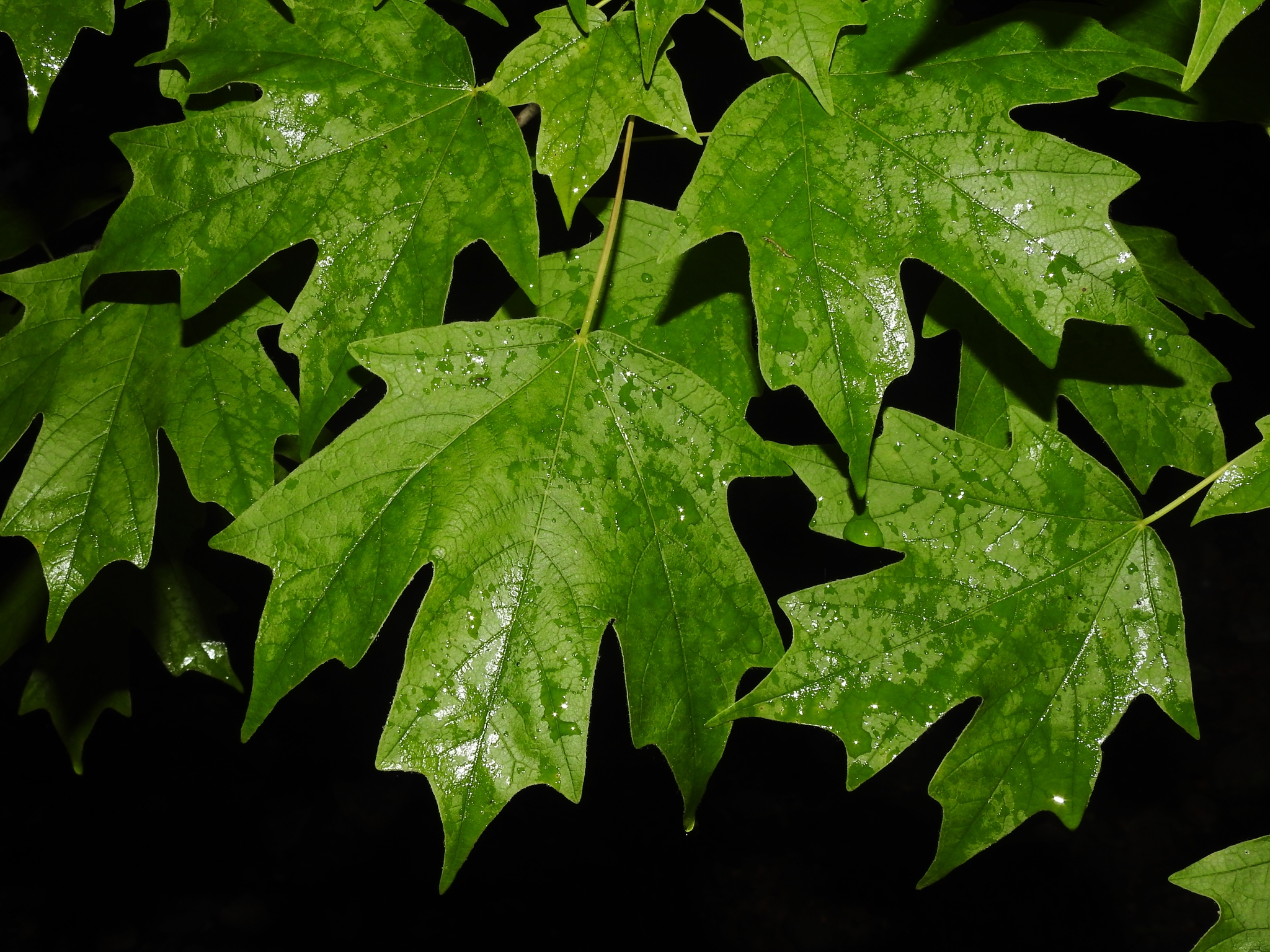 Acer floridanum