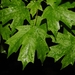 Acer floridanum - Photo (c) William Van Hemessen, μερικά δικαιώματα διατηρούνται (CC BY-NC), uploaded by William Van Hemessen