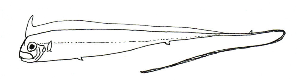 Tapertail