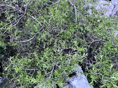 Rhamnus saxatilis