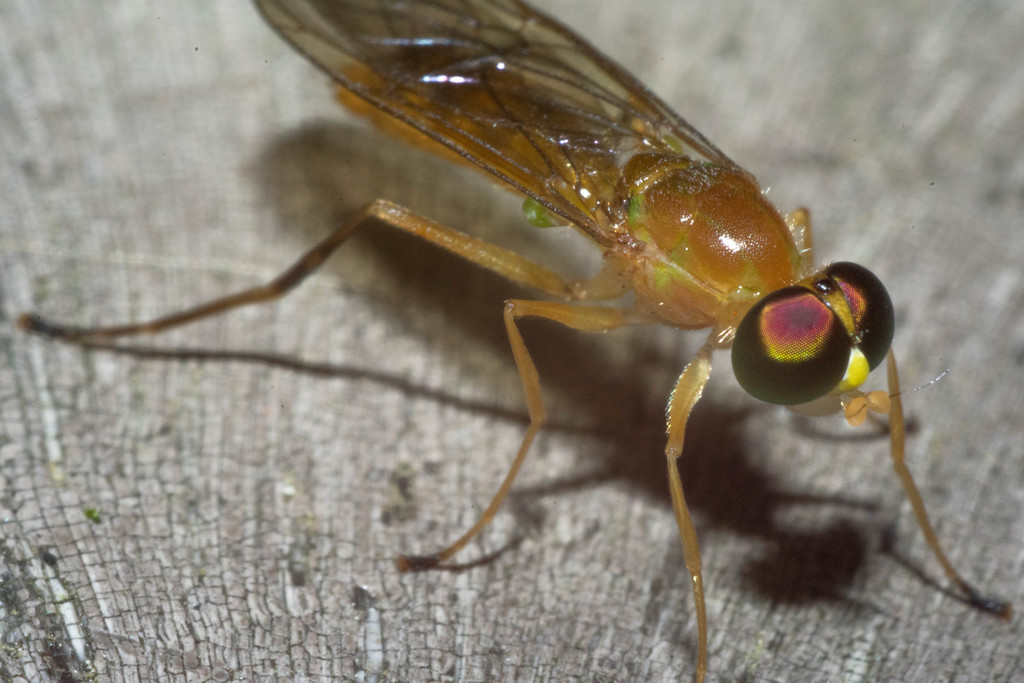 Compost Fly