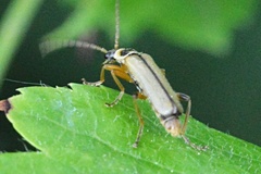 Metacantharis clypeata