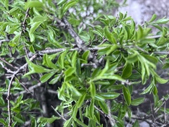 Rhamnus saxatilis