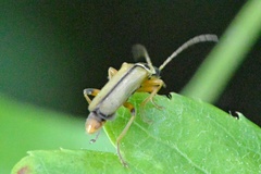 Metacantharis clypeata