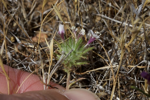 Image of Navarretia pubescens by (c) Arvel Hernandez, some rights reserved (CC BY)