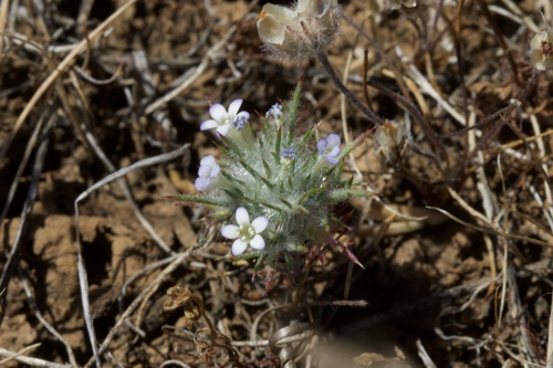 Image of Navarretia heterandra by (c) Arvel Hernandez, some rights reserved (CC BY)