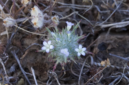 Image of Navarretia heterandra by (c) Arvel Hernandez, some rights reserved (CC BY)
