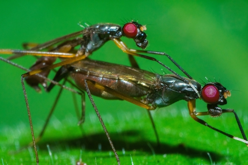 Rainieria antennaepes photo 3