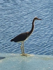 Egretta tricolor image