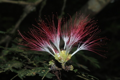 Calliandra surinamensis