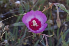 Clarkia gracilis tracyi